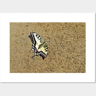 Sand Swallowtail Butterfly Posters and Art